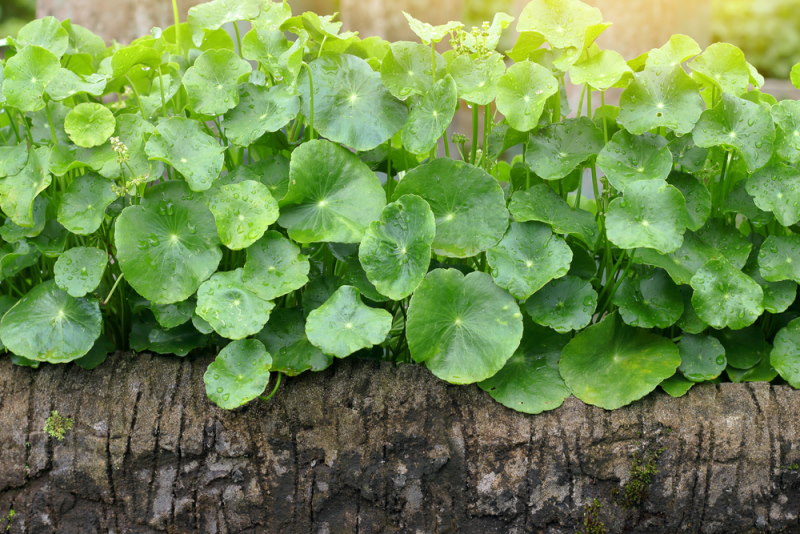 Gotu Kola