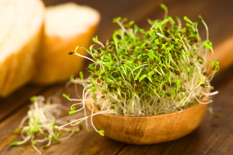 Alfalfaspruiten