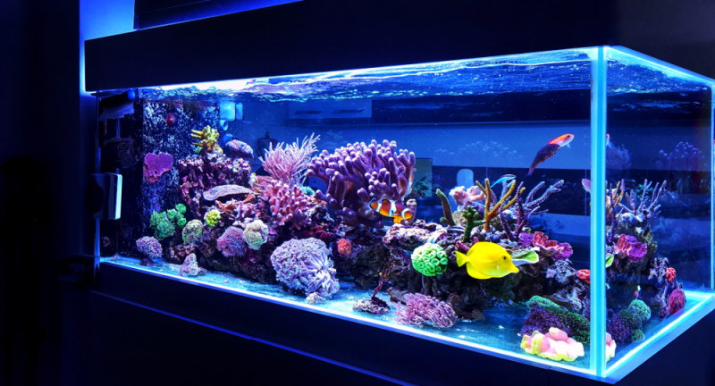 Tropisch aquarium