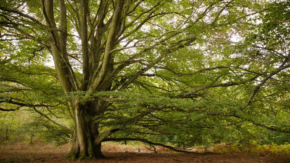 beukenboom