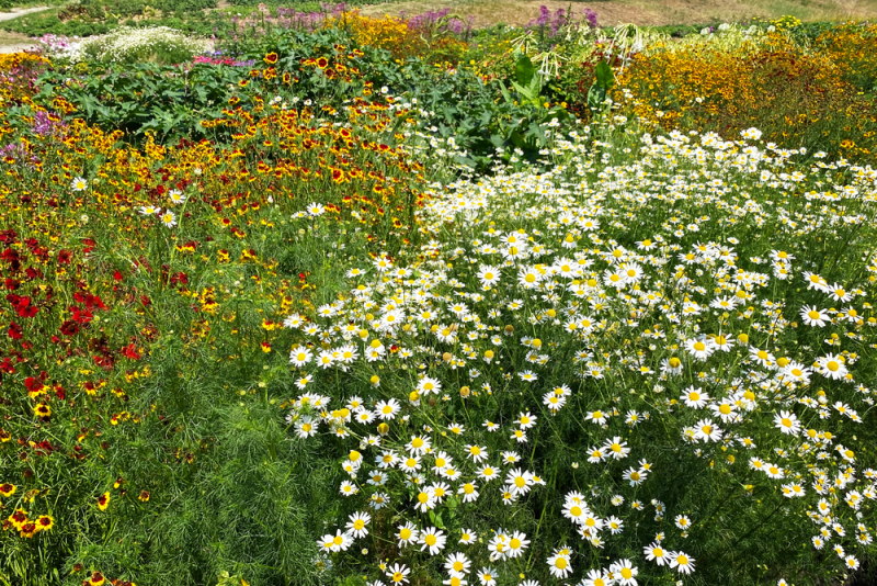 bloemenweide
