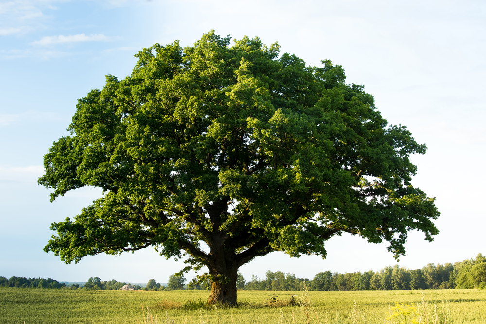 eikenboom
