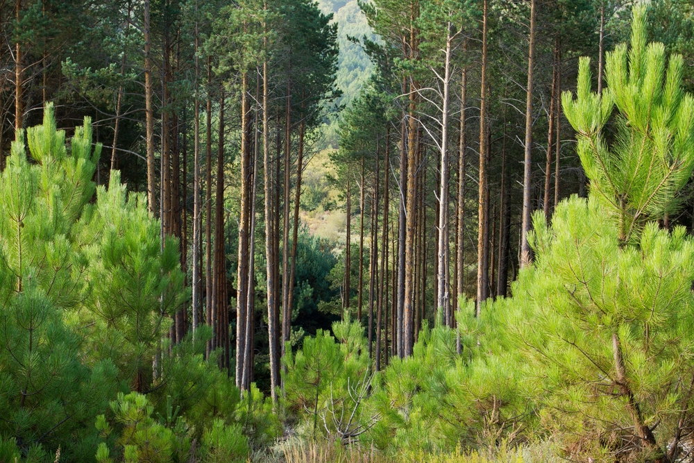 grove den