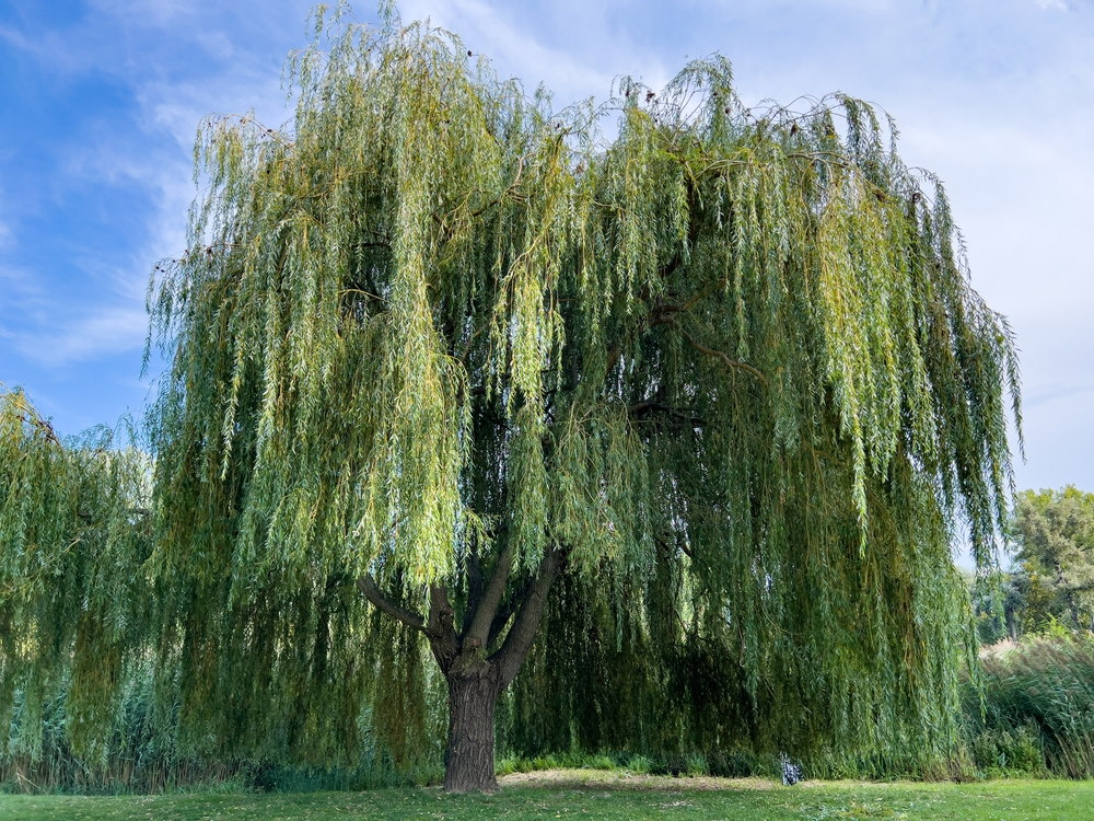 wilgenboom