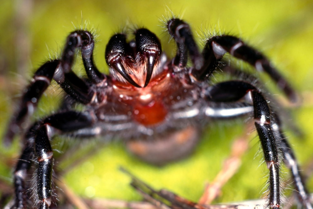 Australische tunnelwebspin Australische tunnelwebspin