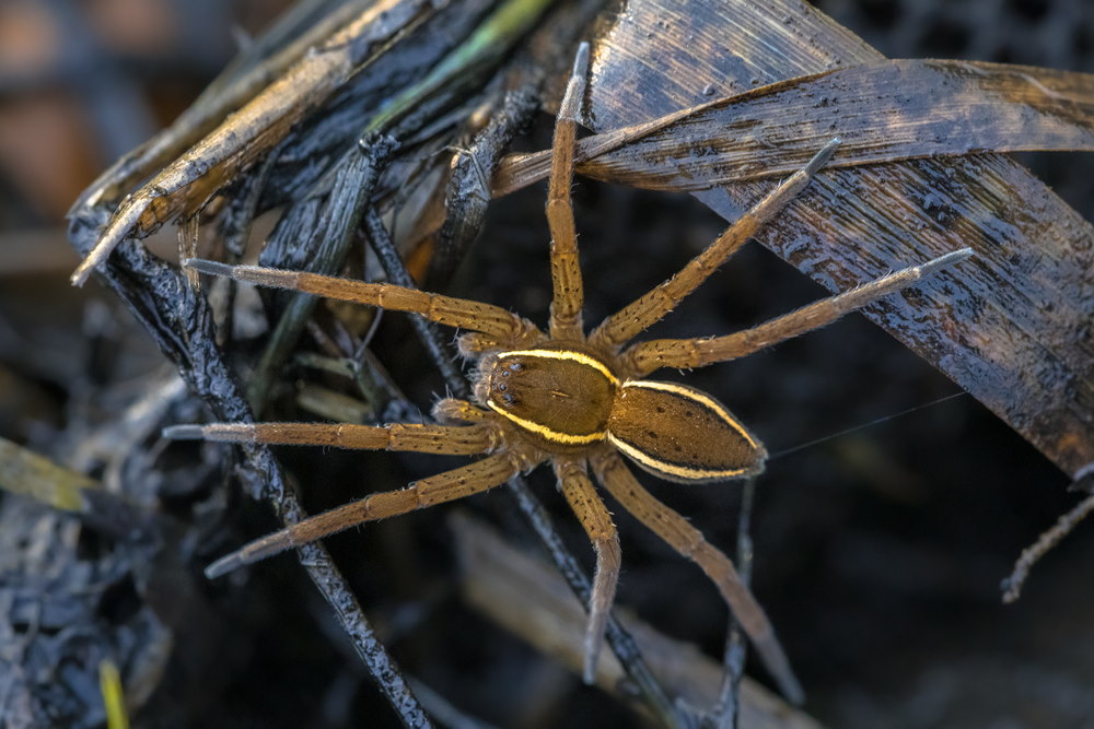 Grote gerande oeverspin Grote gerande oeverspin
