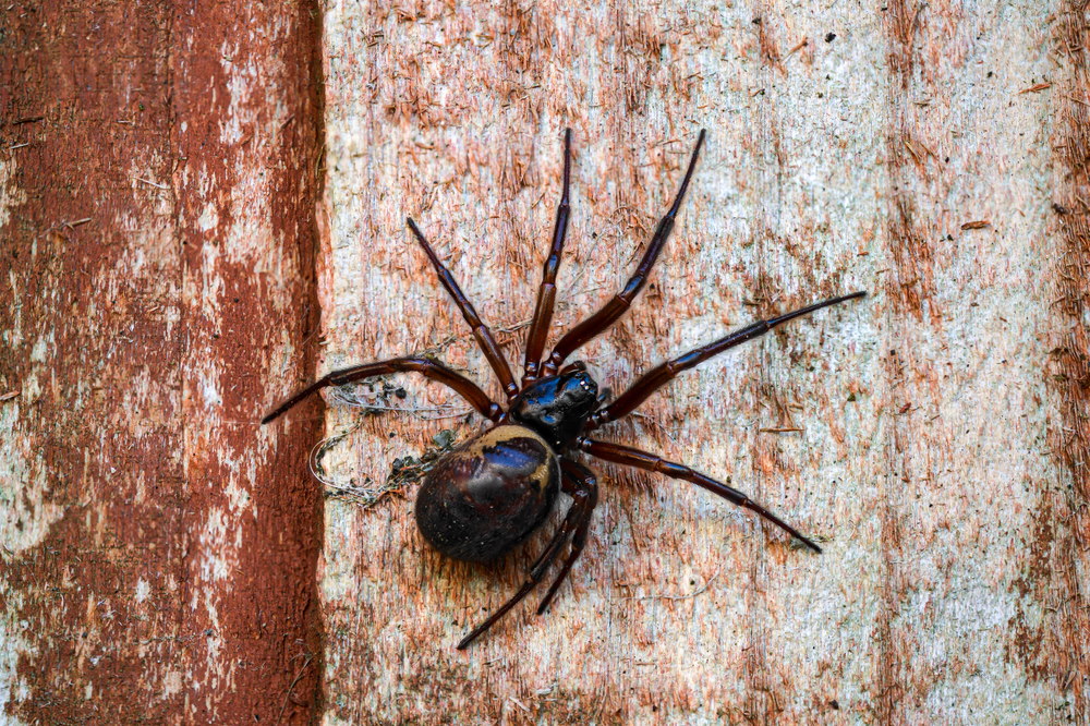 Steatoda nobilis Steatoda nobilis