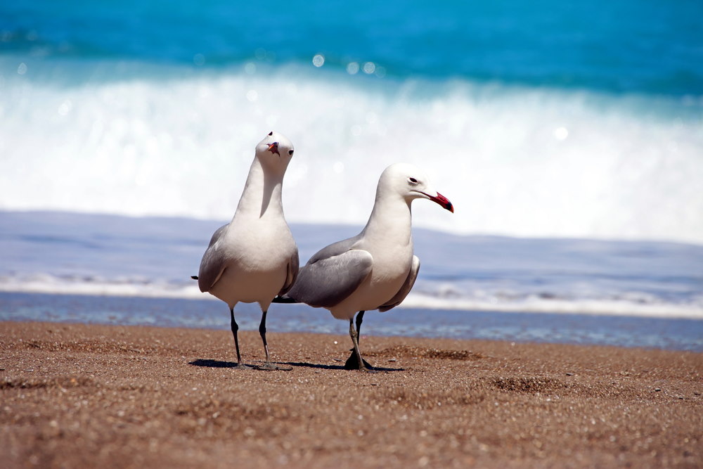 albatrossen