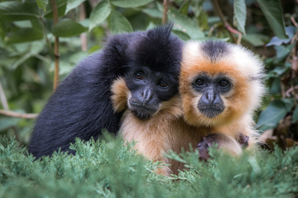 gibbons paren voor het leven