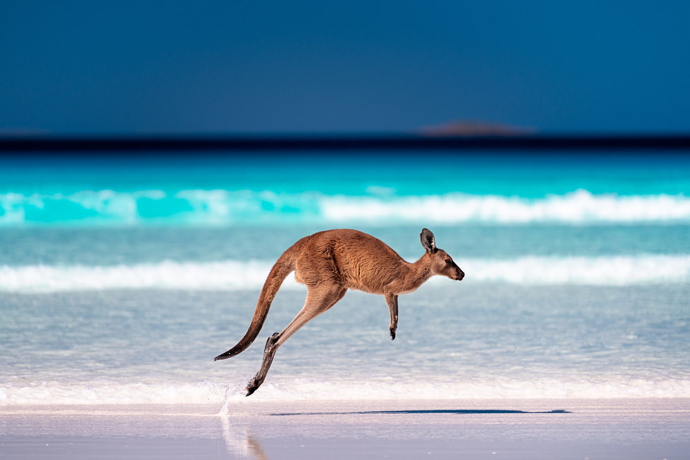 kangoeroe