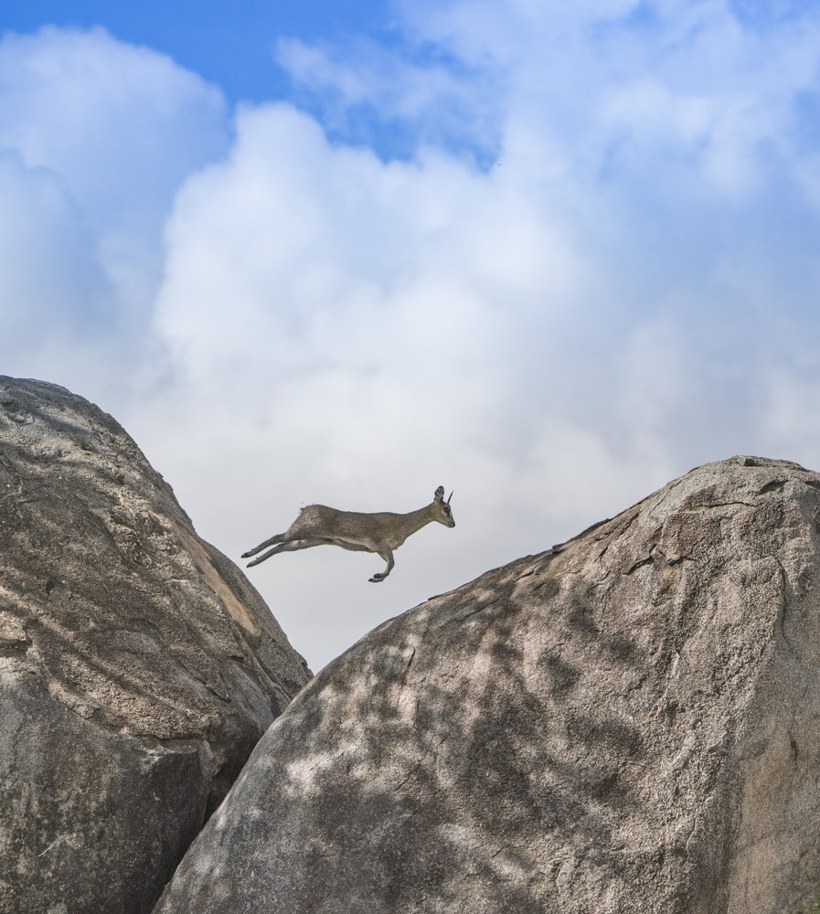 klipspringer