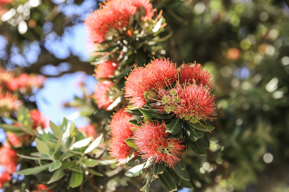 pohutukawa