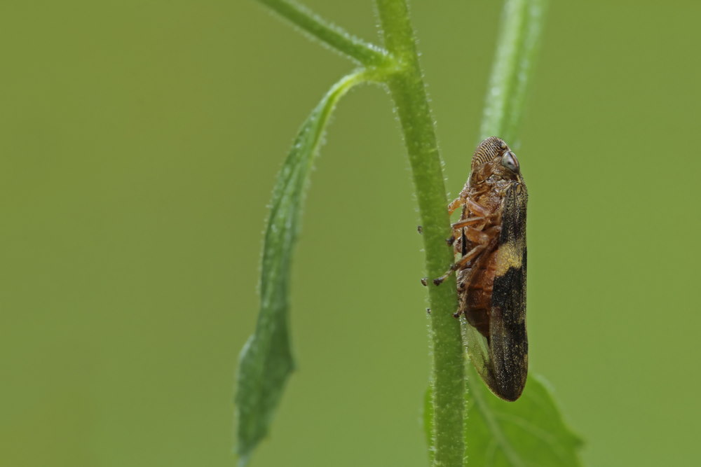 schuimcicade