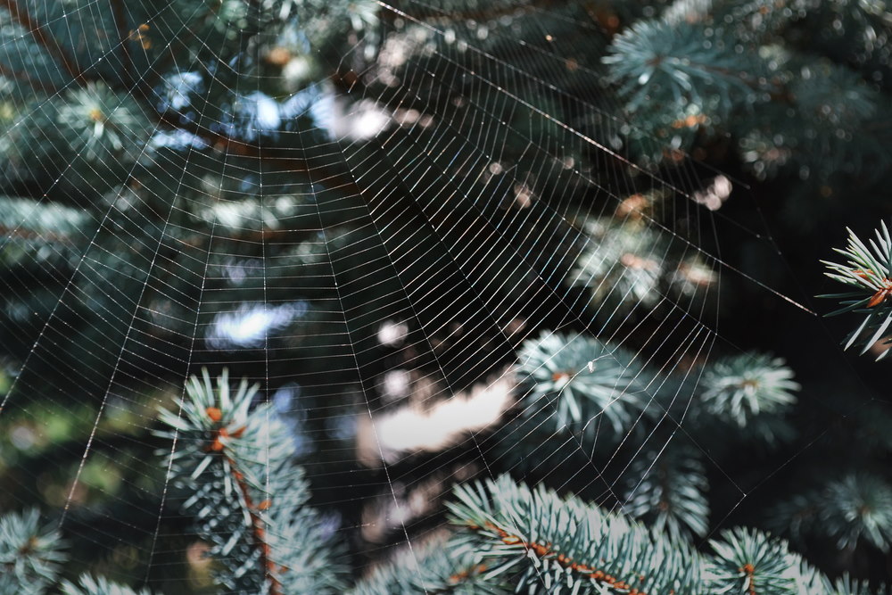 spinnenweb in de kerstboom