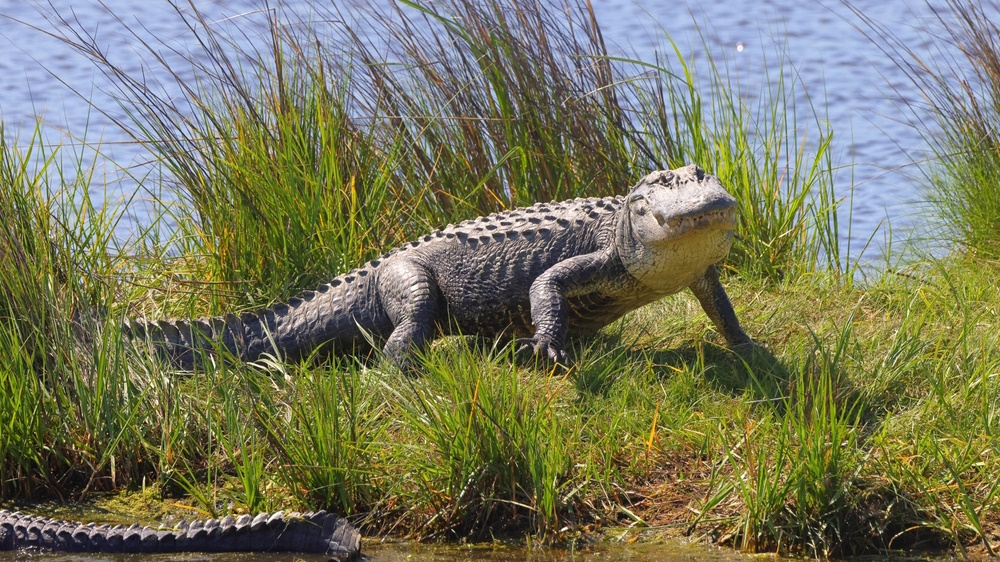 8. Amerikaanse alligator