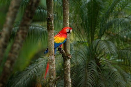 Top 10 Landen met de grootste biodiversiteit