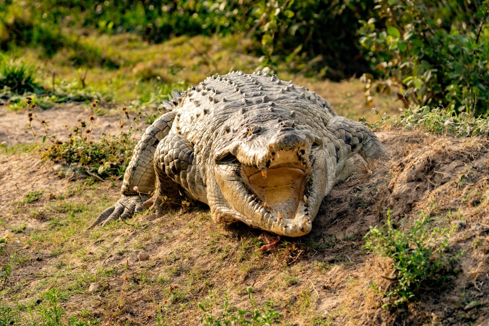 Orinocokrokodil
