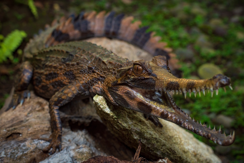Tomistoma