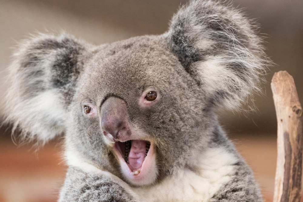 koala agessief koala agessief