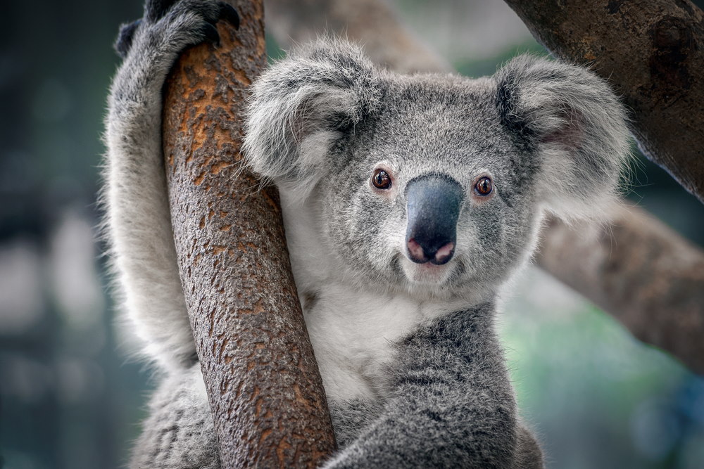 koala australie koala australie