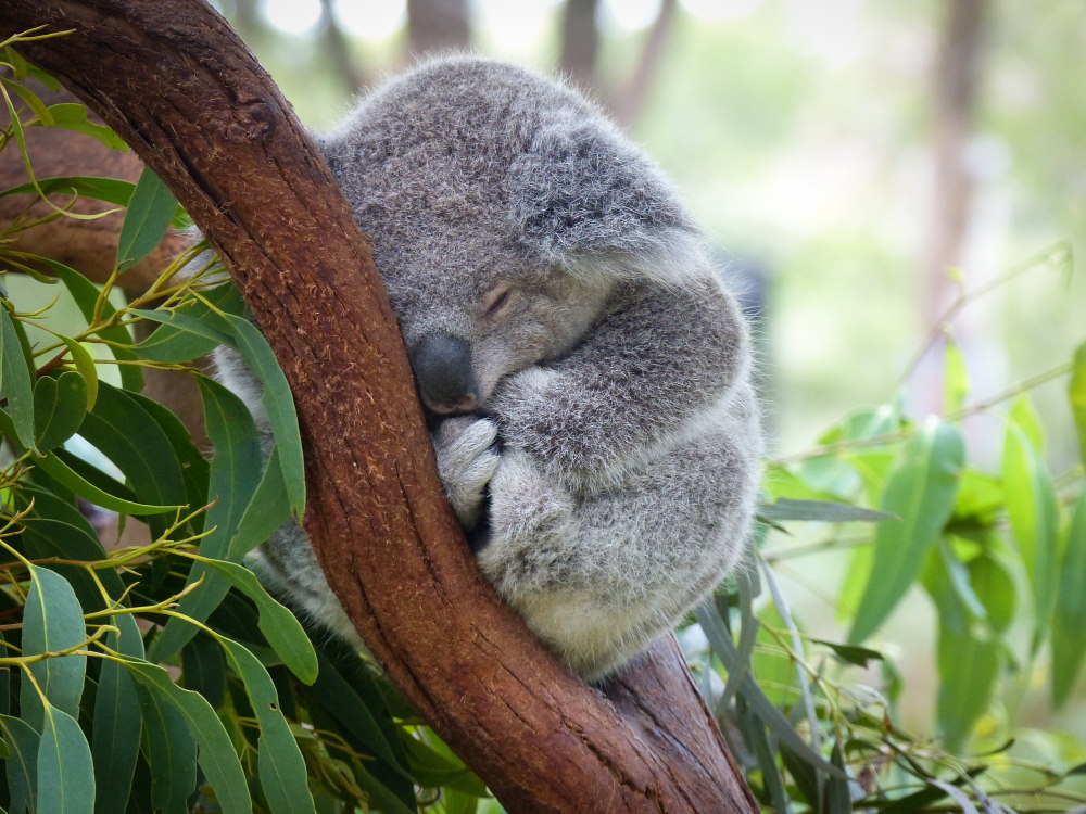 koala slapen koala slapen