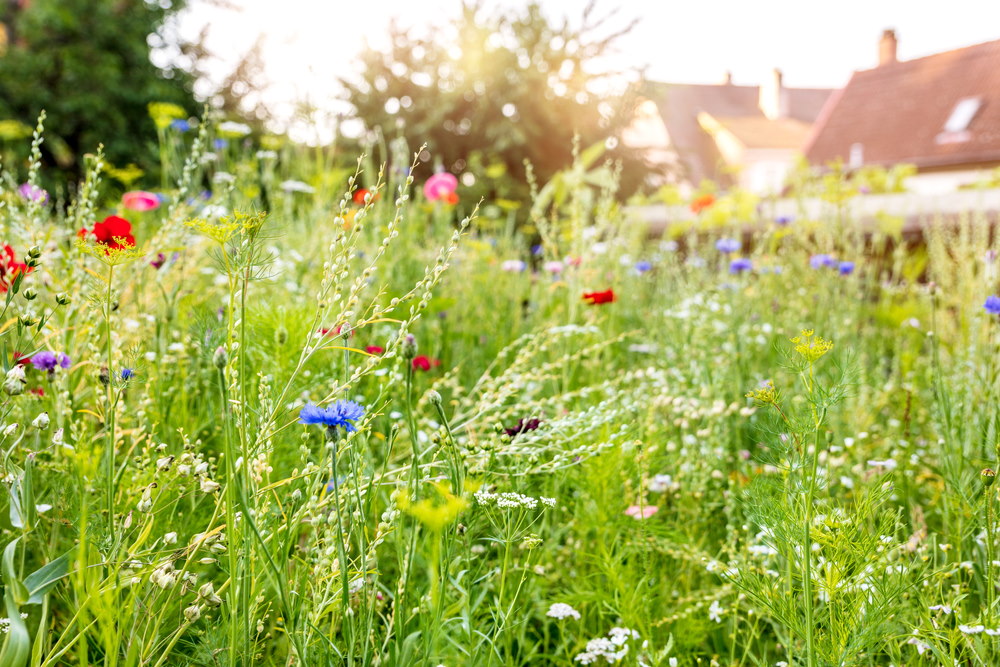 natuur terug brengen in de tuin natuur terug brengen in de tuin