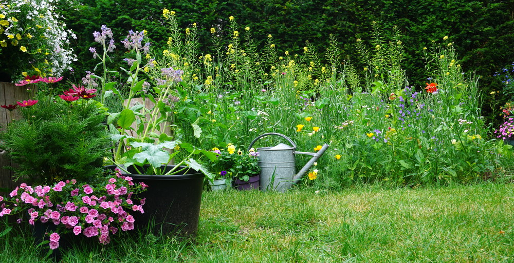 veel planten