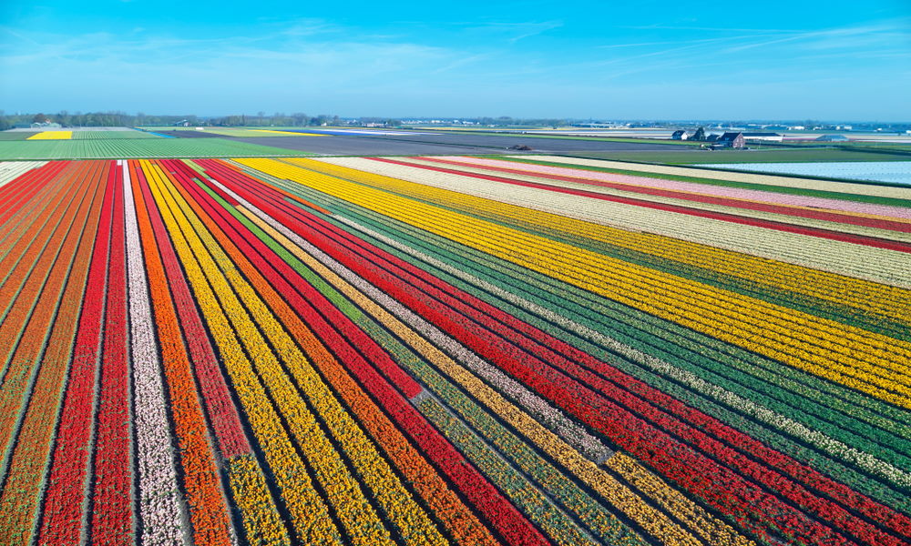 tulpen