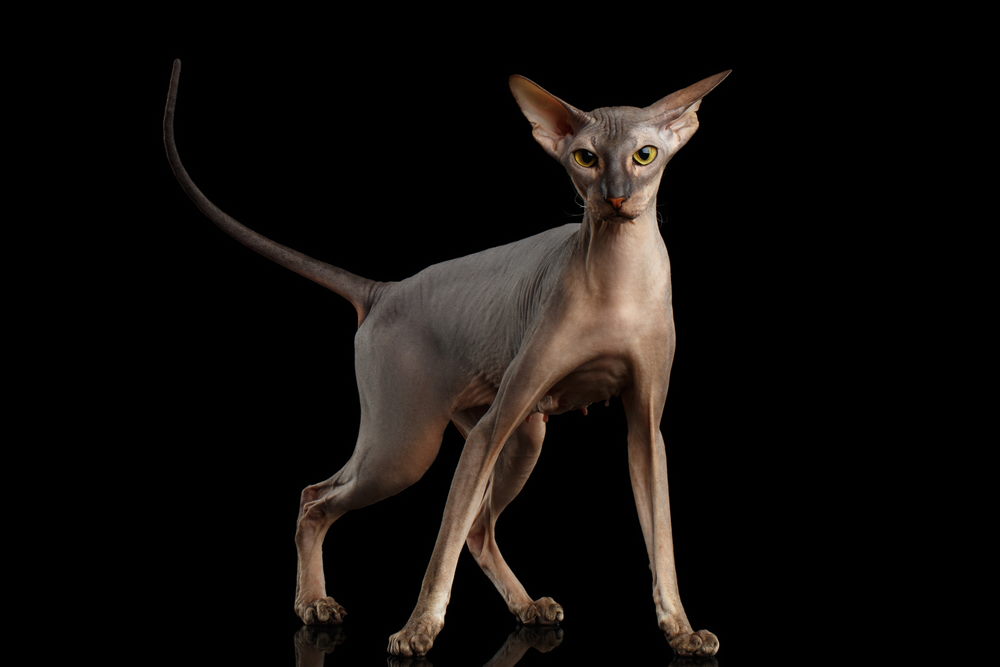 Peterbald Peterbald
