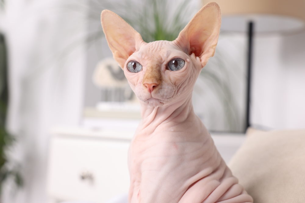 Sphynx Sphynx