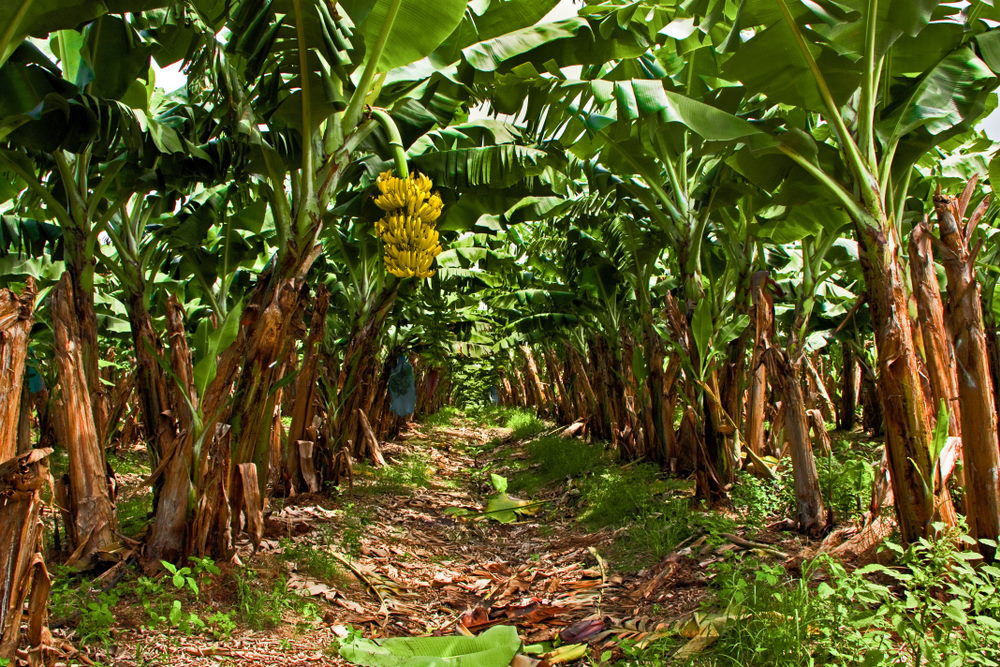 bananenboom bananenboom