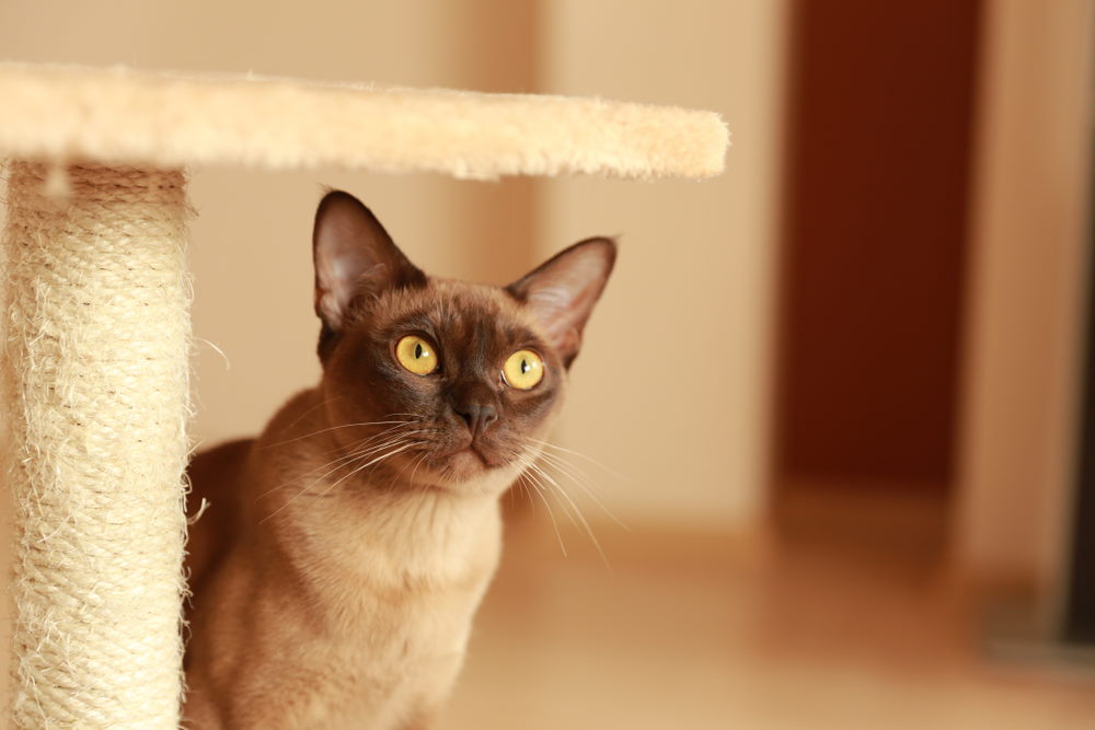 Burmese