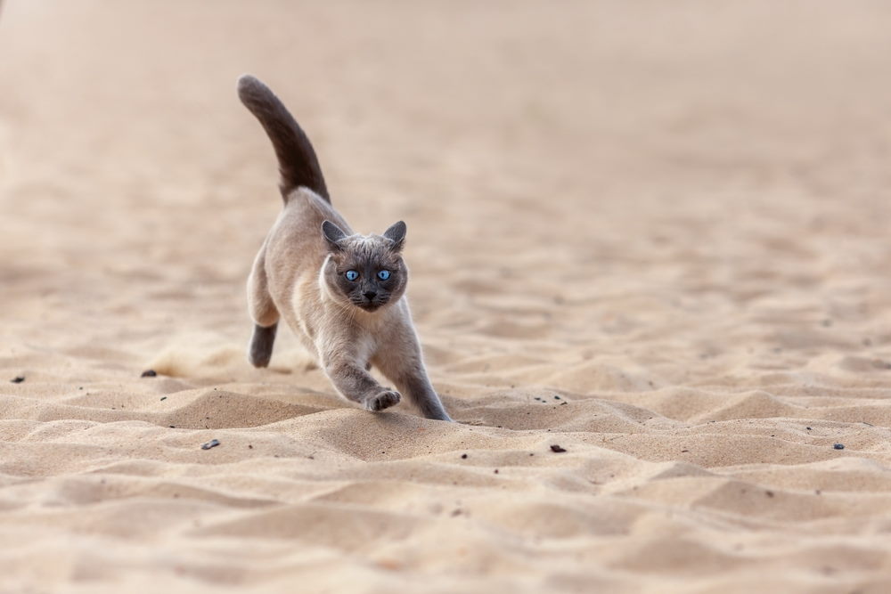 Siamese