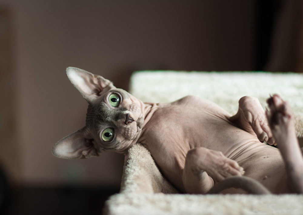 Sphynx 2