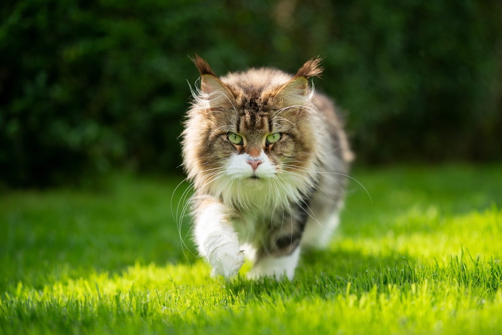 maine coon