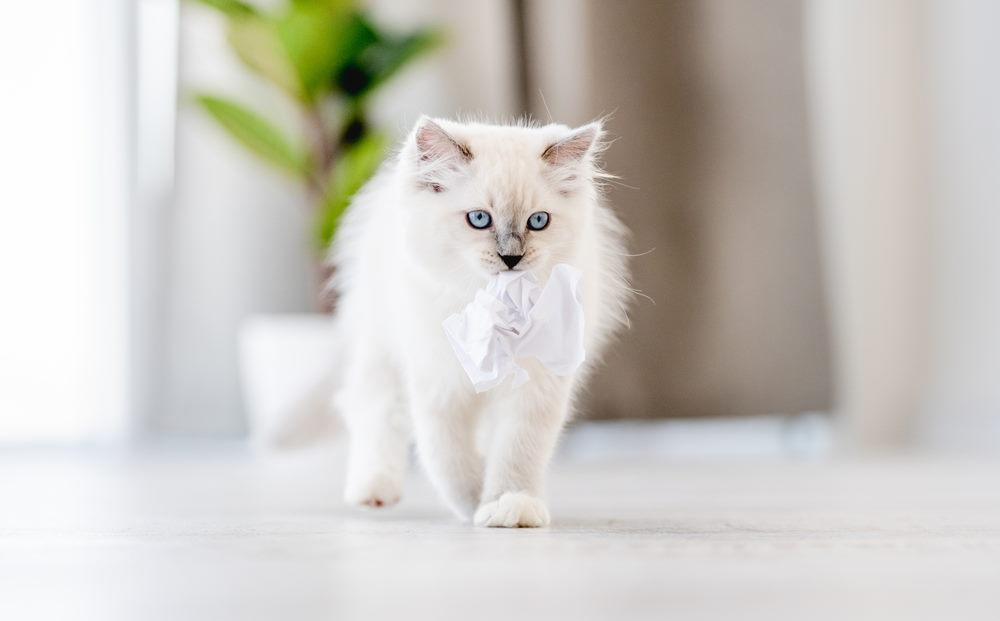 ragdoll