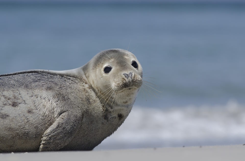 dieren dieren