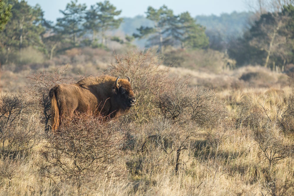 duinen duinen