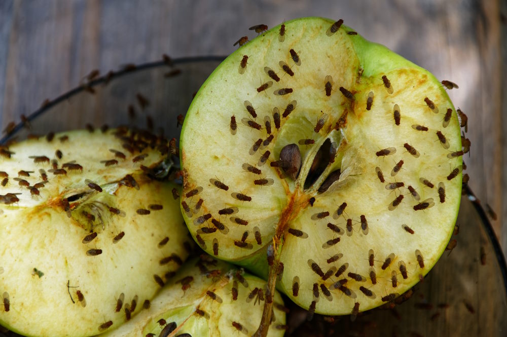 fruitvliegjes