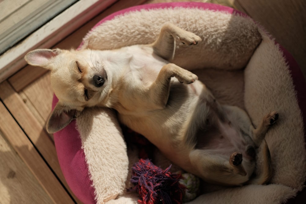honden slaapplaats honden slaapplaats