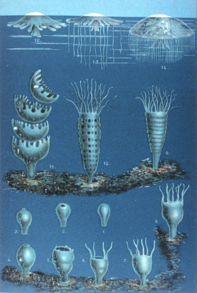 levenscyclus levenscyclus
