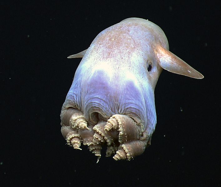 dombo octopus oren
