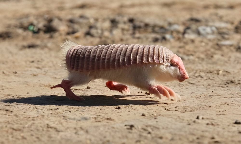 gordelmol
