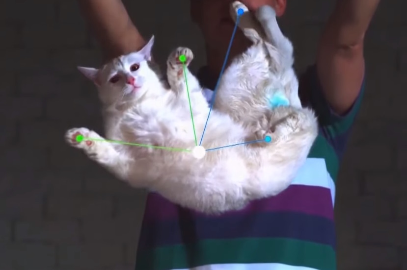 katten weetjes