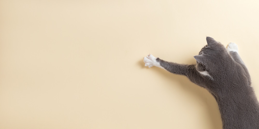 linkshandige kat