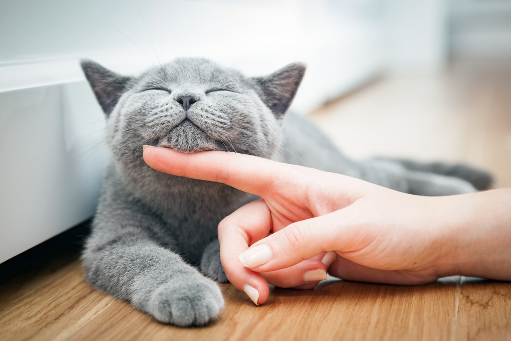spinnende kat