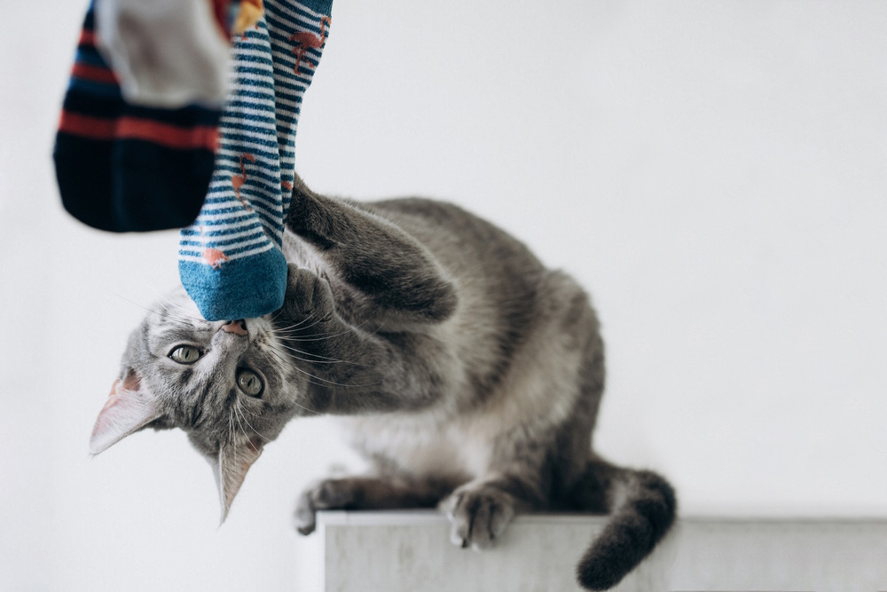 kat met sok kat met sok