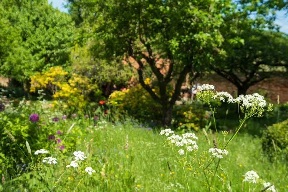 Inheemse Planten