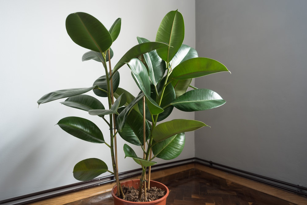 Rubberplant