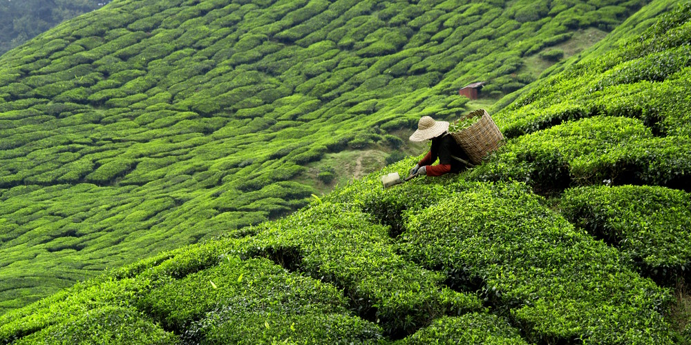 china thee plantage